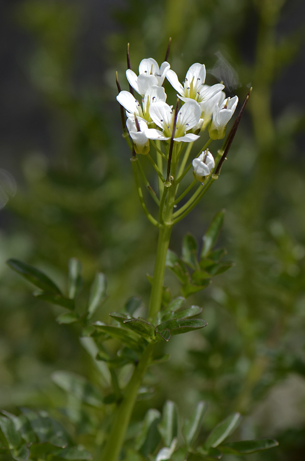 Cardamine amara / Billeri amaro